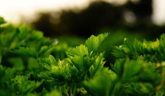 芹菜养生食谱：鸡丝拌芹菜的做法