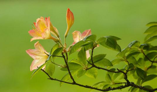 杜鹃花怎么种植？科学养殖杜鹃花的方法